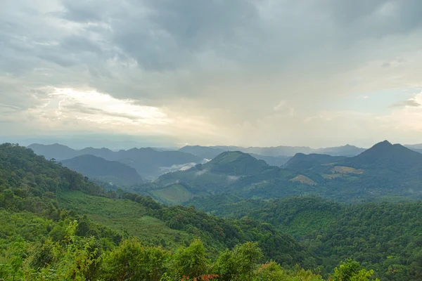 Floresta abundante — Fotografia de Stock