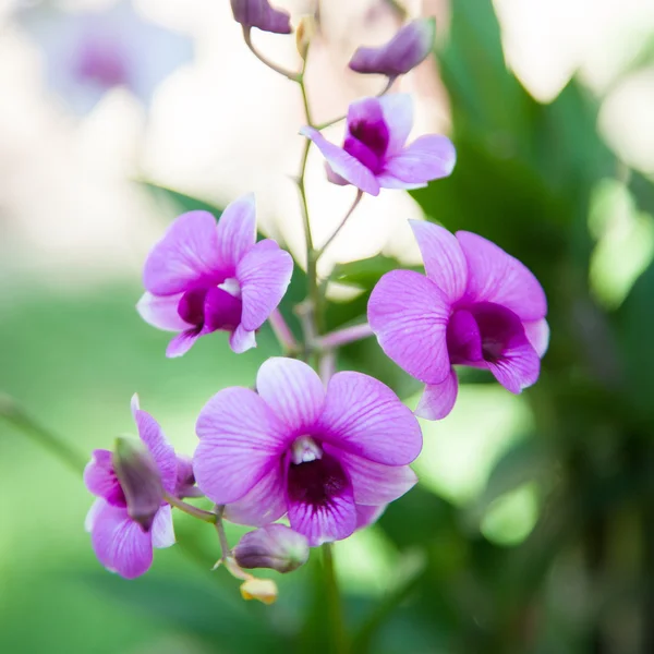 Blauwe orchidee — Stockfoto