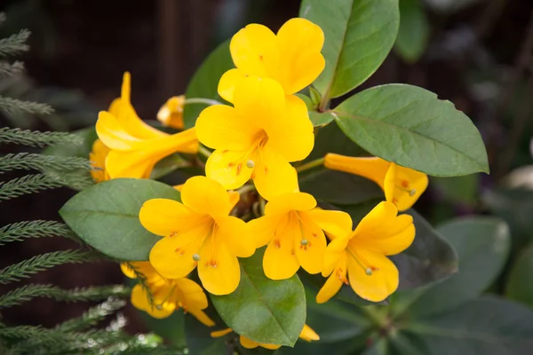 Strauß gelber Blumen — Stockfoto