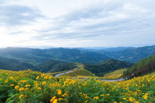 Viewpoint flowers and mountains. — Stock Photo, Image