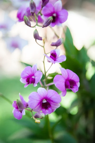 Orquídea azul — Fotografia de Stock