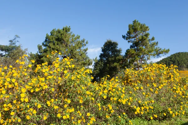 Fält av gula blommor på berget. — Stockfoto
