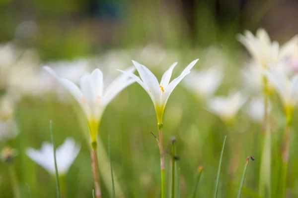 Цветок травы — стоковое фото