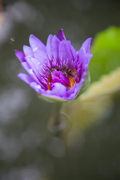 Blommande lotus blå — Stockfoto