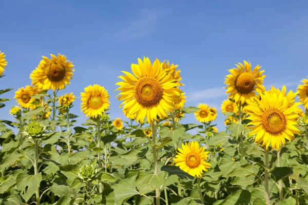 Zonnebloem veld — Stockfoto