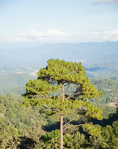 山の上に成長し背の高い木. — ストック写真