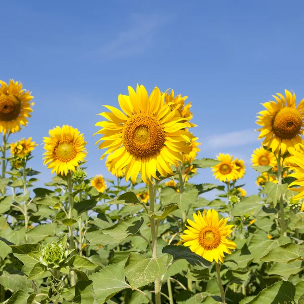 Zonnebloem veld — Stockfoto