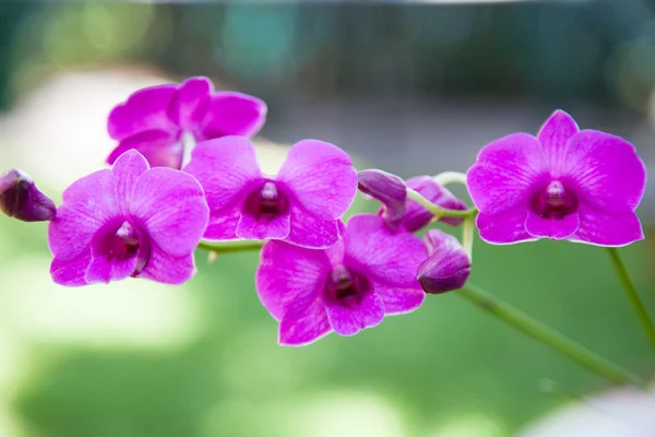 Orquídea azul — Fotografia de Stock