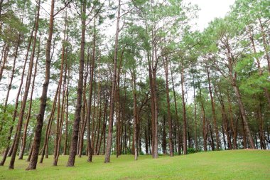 Çimenli knoll büyüyen çam.