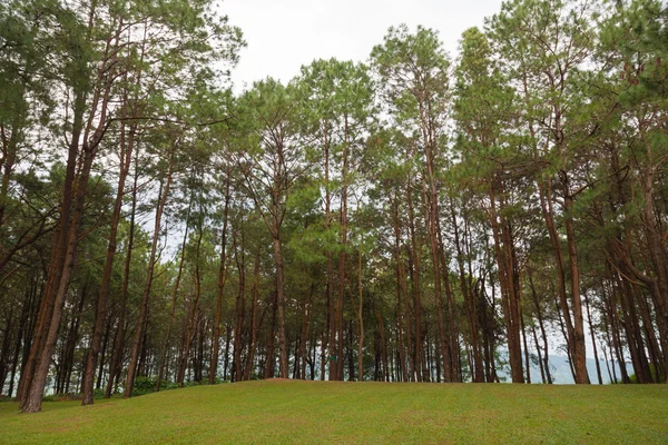 Pinos que crecen en la colina cubierta de hierba . — Foto de Stock