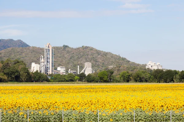 Fabriek betekent een gebied van zonnebloem. — Stockfoto