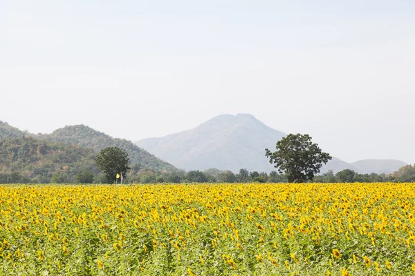 Zonnebloem velden — Stockfoto