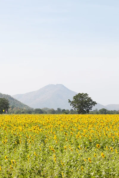 Campos de girassol — Fotografia de Stock