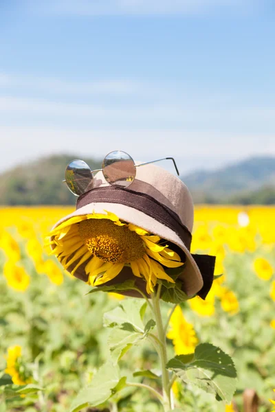 Use un sombrero y gafas de sol para el girasol . — Foto de Stock