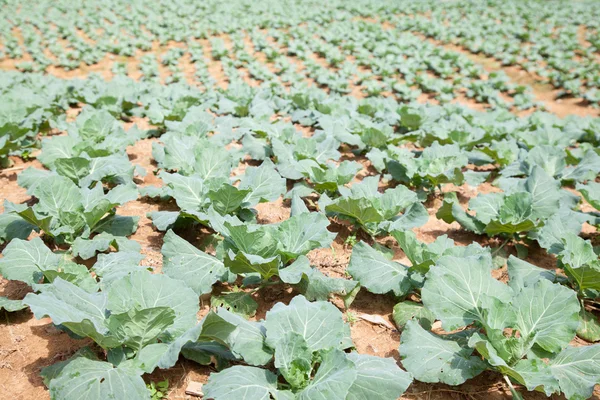 Terreno agricolo piantato con cavolo — Foto Stock