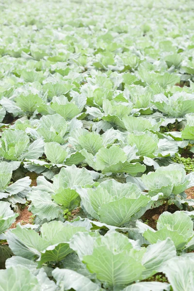 Káposzta-farm mezőgazdasági — Stock Fotó