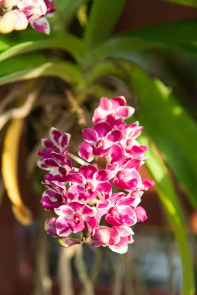 Rote Orchidee — Stockfoto