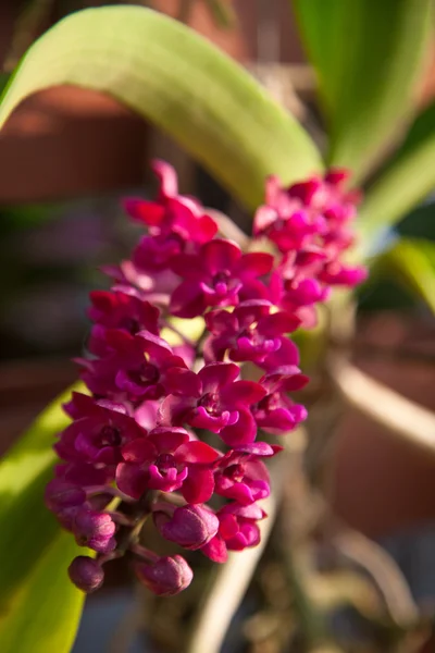 Orquídea vermelha — Fotografia de Stock