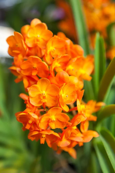 Oranje orchid — Stockfoto