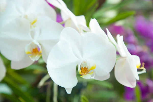 Flowers of white orchids — Stock Photo, Image