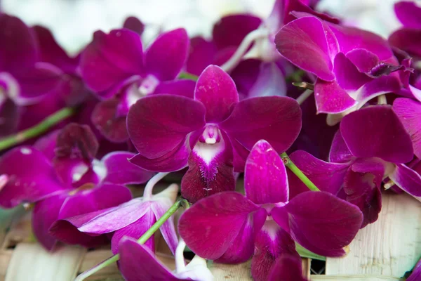 Orquídea roja —  Fotos de Stock