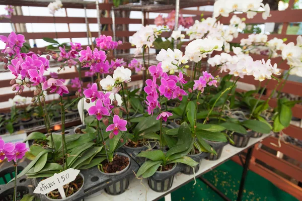 Orkidéer i kruka Stockbild