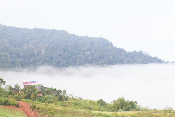 Forêt couverte de brouillard sur la montagne . — Photo