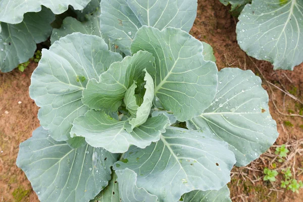 Cabbage — Stock Photo, Image