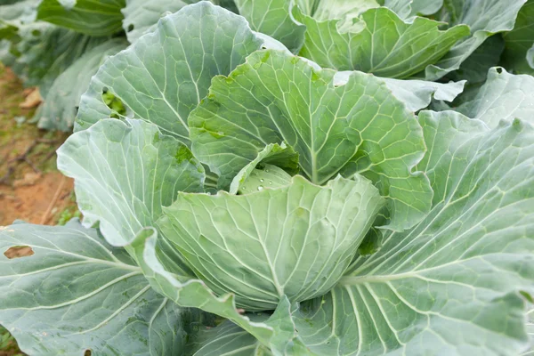 Cabbage — Stock Photo, Image