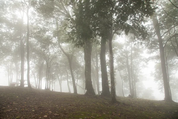 Mgła pokryte drzewami — Zdjęcie stockowe