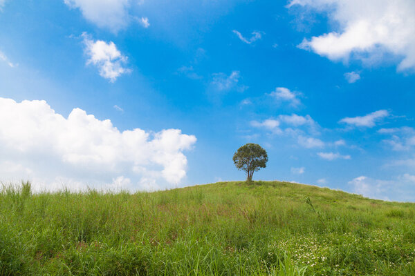 большое дерево на холме
