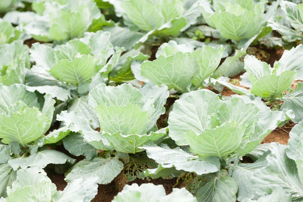 Repolho agrícola — Fotografia de Stock