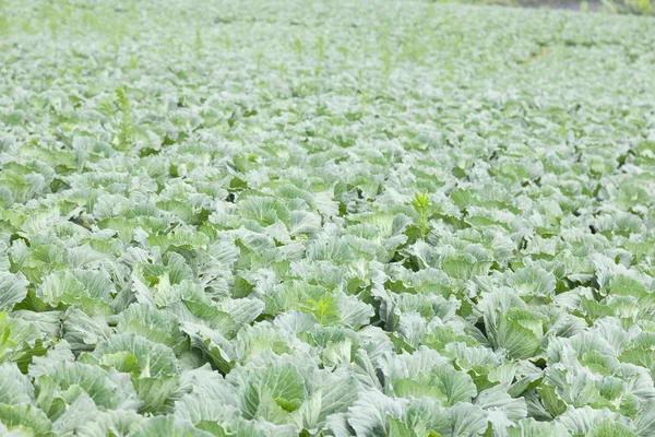 Repollo agrícola — Foto de Stock