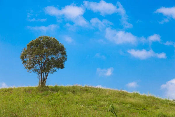 Grande albero sulla collina — Foto Stock