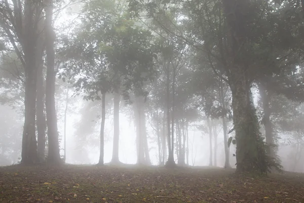 Mgła pokryte drzewami — Zdjęcie stockowe