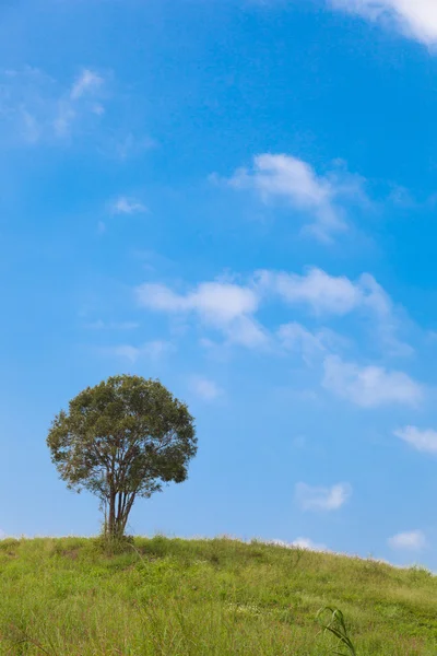 Grande albero sulla collina — Foto Stock