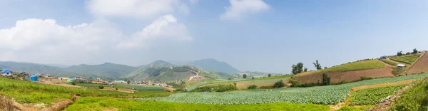 全景白菜种植面积 — 图库照片