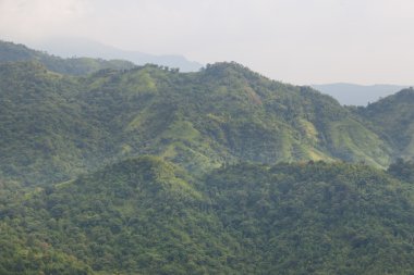 dağ orman