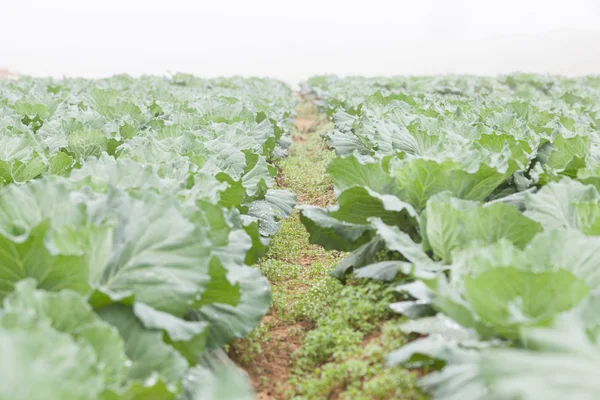 Repolho agrícola — Fotografia de Stock