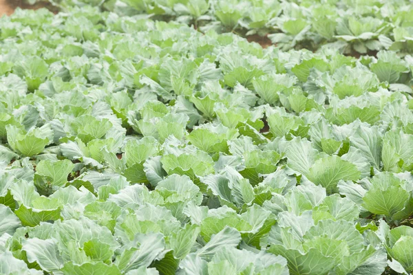 Jordbruk kål — Stockfoto