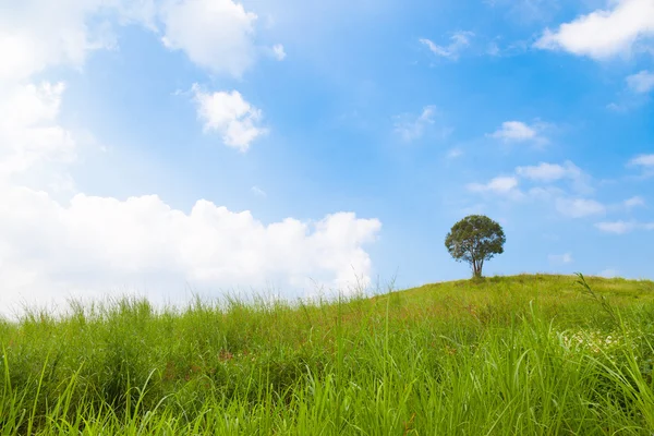 Árbol grande en la colina — Foto de Stock