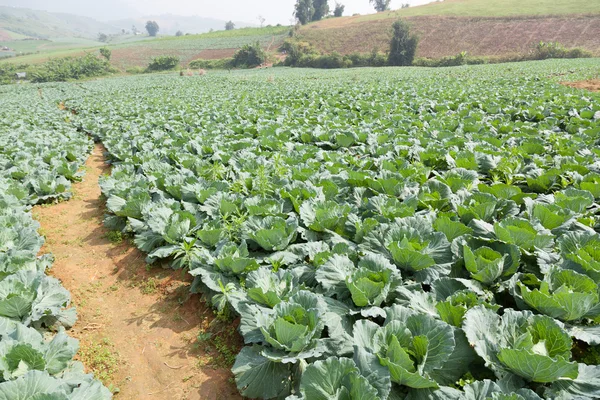 Repolho agrícola — Fotografia de Stock