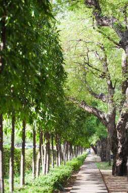 Bahçe yürüme yolu