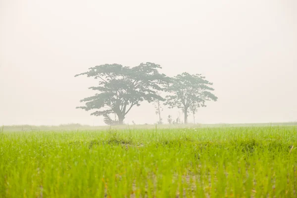 Trees in rice fields — Stock Photo, Image