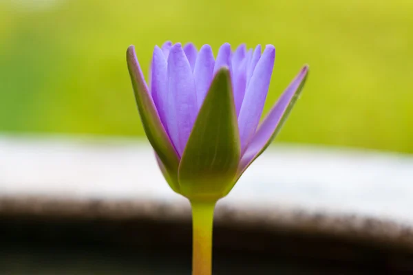 Цветущий лотос — стоковое фото