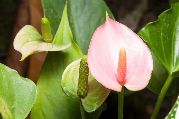 Фламінго квітка — стокове фото