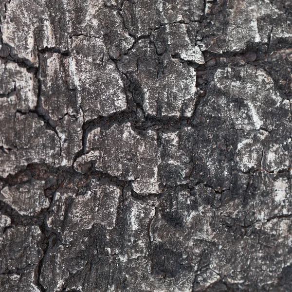 Casca de árvore escura — Fotografia de Stock