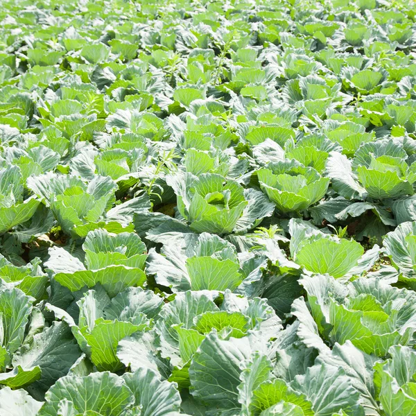 Repolho agrícola — Fotografia de Stock