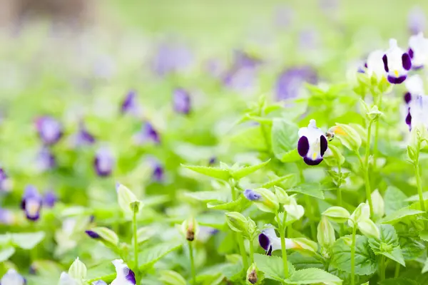 Bloemen van kleine boom — Stockfoto