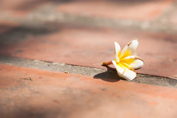Белый цветок на земле — стоковое фото